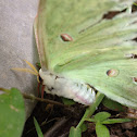 Luna moth