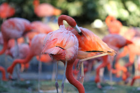  Busch Gardens