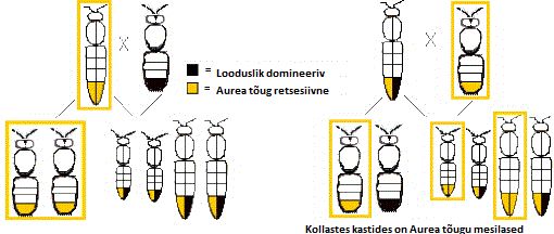 Aurea mesilase geneetika