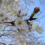 Sakura [UmaKomi River]