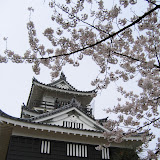 Sakura (Hamamatsu Castle)