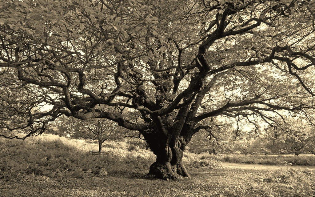 [large-oak-tree[4].jpg]