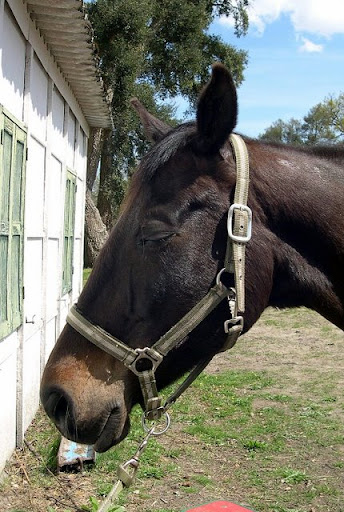 KATIA - Page 2 EQUUS%2018.04.2009%20042