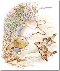 peter rabbit, net and sparrows