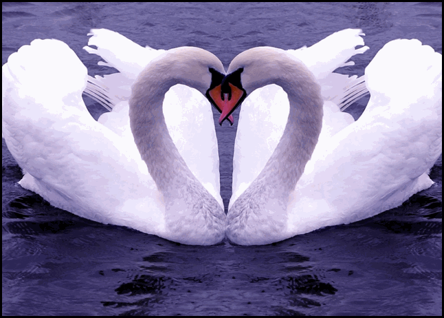 fotos-cisnes-enamorados