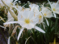 Cahaba River Lilly Bloom Photo Cahaba River Lilly Bloom Photo