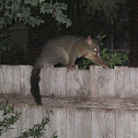 Possum