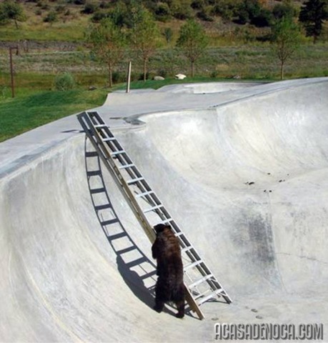 [urso1[7].jpg]