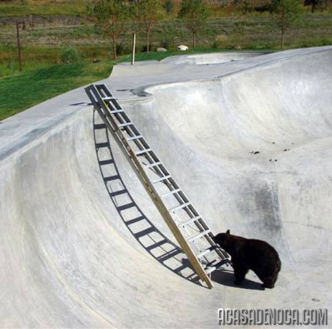 [urso2[7].jpg]