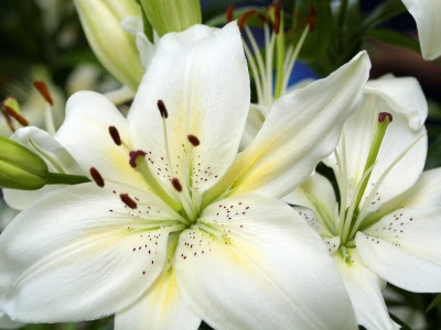 FLOWERS