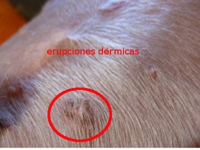 [enfermedades de la piel en perros[5].jpg]