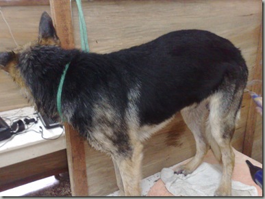 micosis_sarna_perros (1) micosis_sarna_perros (1)