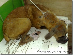 micosis y sarna en perros (2)