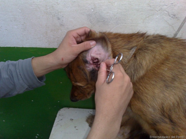 [Otitis_perros6.jpg]