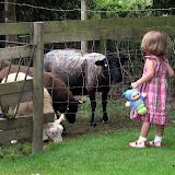 Pippa bossing some Sheep about