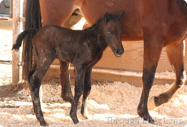 Baby Horse (17 of 125)