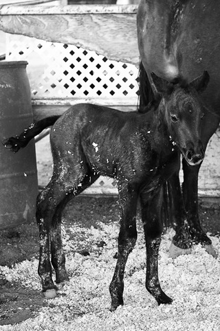 [Baby Horse (75 of 125) copy[4].jpg]
