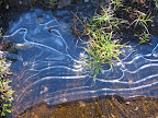 morning ice art.