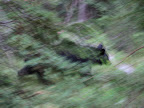 Black bear.
