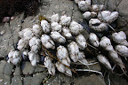 Barnacles.