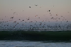 No wonder Alferd Hitchcock got the idea for "The Birds" when visiting Santa Cruz.