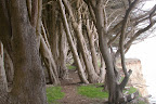 Monterey Cypress Trees in Davenport.