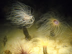 Monterey Bay Aquarium