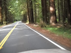 Driving through the redwoods (snapped this one from the sun roof).