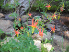 Wildflowers...