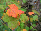 More Fall color creeping in.