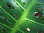 Tropical plant