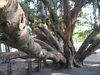 Banyan Tree in Lahaina.