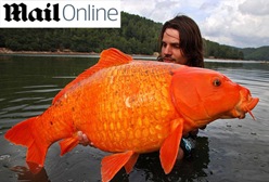 Pescador exibe carpa fisgada em lago francês