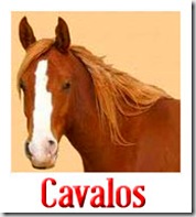 Produtos para Cavalos