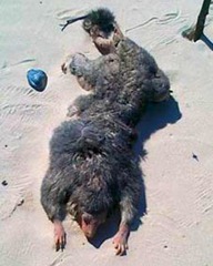 Criatura estranha foi encontrada em Diggers Beach. (Foto- Reprodução)
