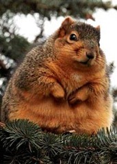 Esquilo obeso foi fotografado em Michigan (Foto-Reprodução-The Sun)