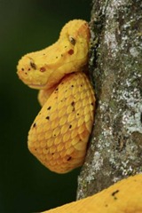 A cobra-de-pestana (Bothriechis schlegelii) é uma das espécies estudadas pelo Instituto Clodomiro Picado Twight