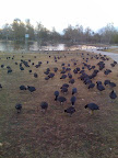 The Country Side of California And Philippines Slideshow slideshow