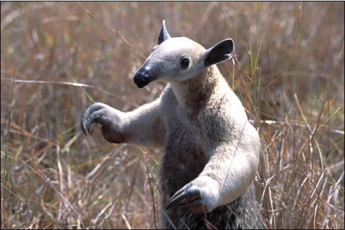 tamandua4.jpg