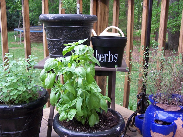 [Flower Pots 2 008[4].jpg]