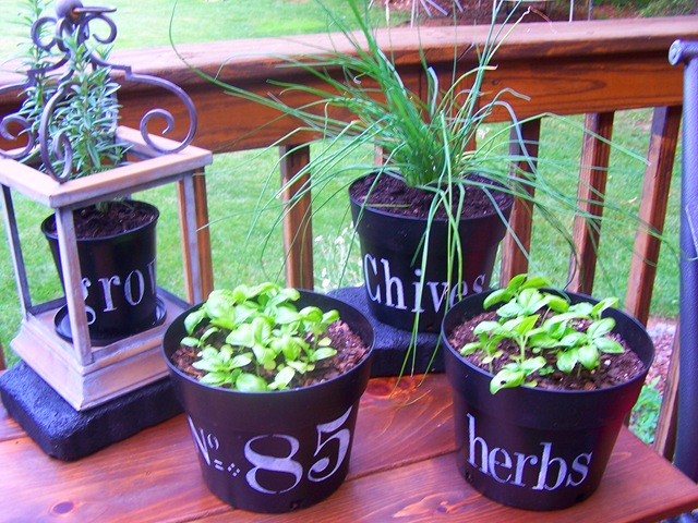 [Flower Pots with Chives 020.jpg]