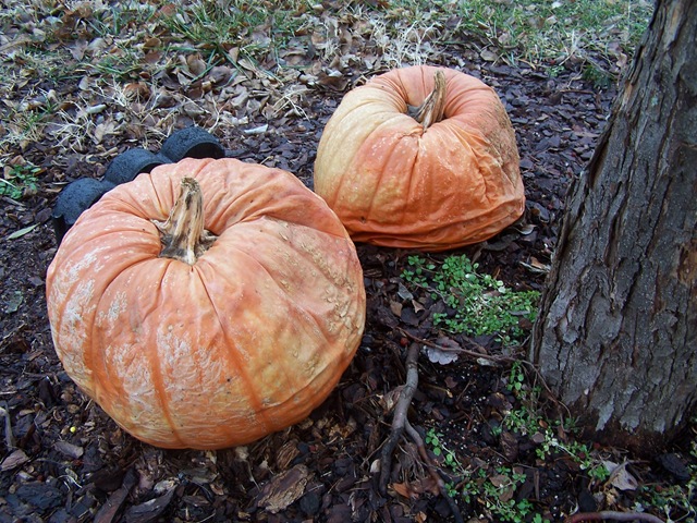 [Pumpkin Contest 007[4].jpg]
