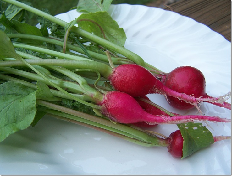 Pickled Radishes 033