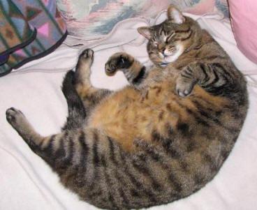 [kucing obese 6[3].jpg]