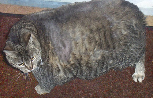 [kucing obese 10[3].jpg]