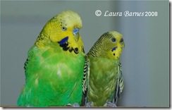 english next to american budgie