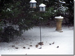 dovesandsparrowsatfeedersnow121610