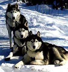 Take a ride with the Winterdance team