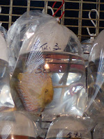CIMG5105.JPG