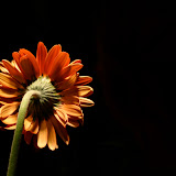 IMG_4175.jpg